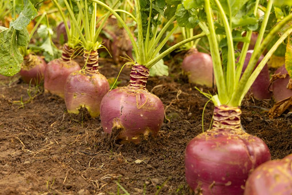 Massie Swede Product Image